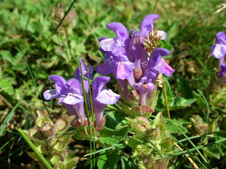 Scutellaria alpina / Scutellaria delle Alpi